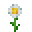 Oxeye Daisy